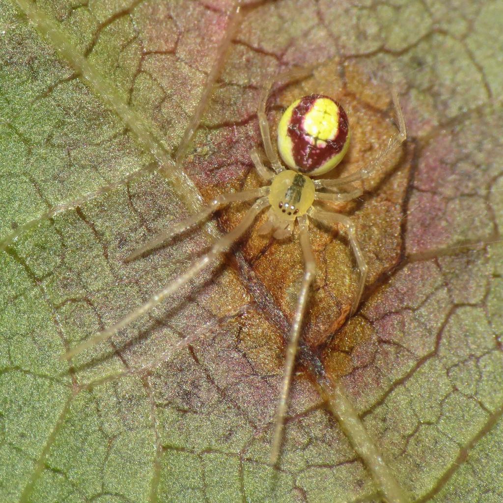 Theridion californicum