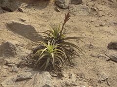 Tillandsia latifolia