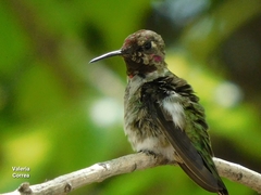 Calypte anna