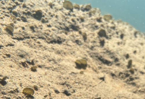 iNaturalist observation photo of Cricotopus