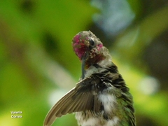 Calypte anna