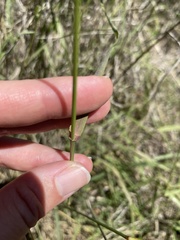 Eragrostis superba