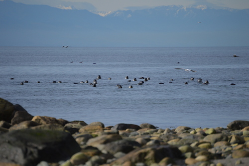 (c) Aquatic Reserves, some rights reserved (CC BY-NC)