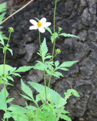 Bidens bigelovii