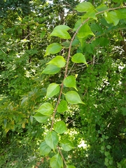 Magnoliopsida