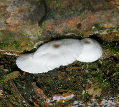 Lepiota phaeosticta