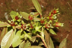 Vaccinium dentatum