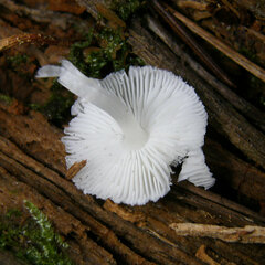 Lepiota phaeosticta