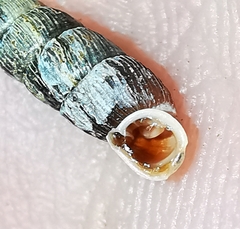 Macrogastra plicatula