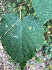 Paracercosporidium microsorum