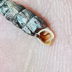 Macrogastra plicatula