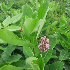 Asclepias syriaca