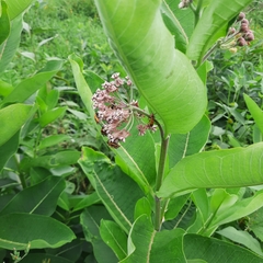 Asclepias syriaca