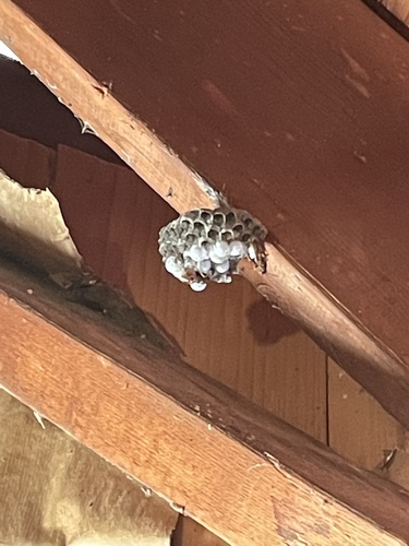 iNaturalist observation photo of European Paper Wasp