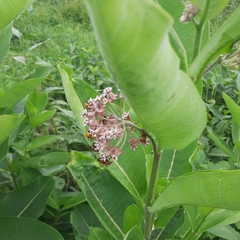 Asclepias syriaca