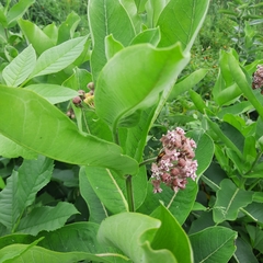 Asclepias syriaca
