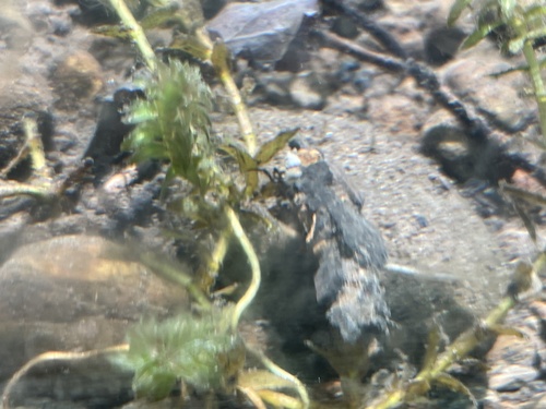 iNaturalist observation photo of Caddisflies