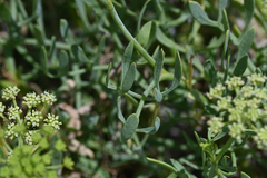 Crithmum maritimum