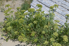 Crithmum maritimum