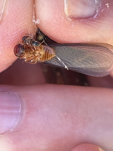 iNaturalist observation photo of Termites