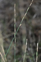 Elymus farctus