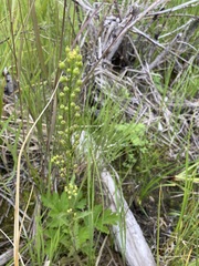 Rorippa barbareifolia