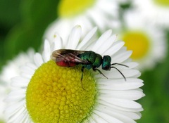 Hedychrum gerstaeckeri