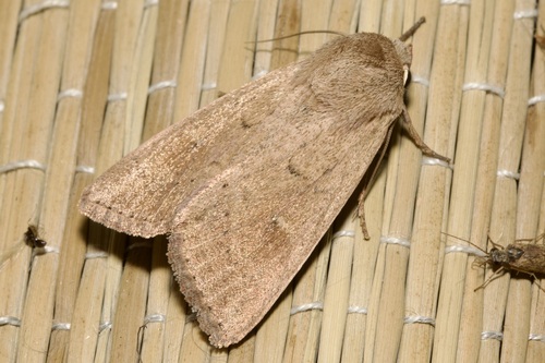 Gelsvarudis Pievinukas nuotrauka