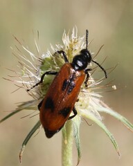 Lydus trimaculatus italicus
