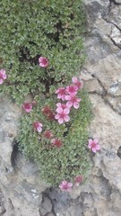 Potentilla nitida