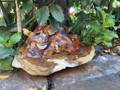 Ganoderma