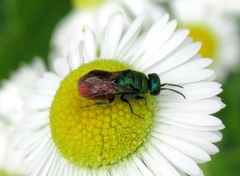 Hedychrum gerstaeckeri