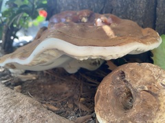Ganoderma