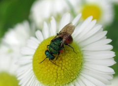 Hedychrum gerstaeckeri