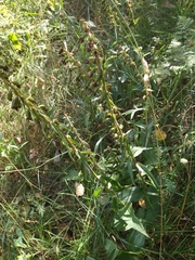 Epipactis helleborine
