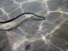 Acrochordus granulatus