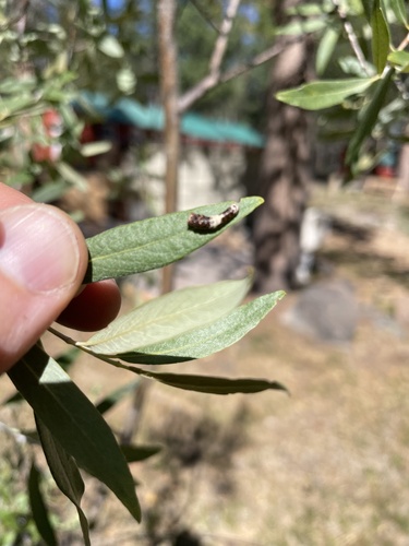 iNaturalist observation photo of Western Tiger Swallowtail