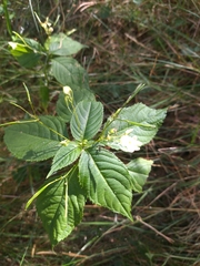 Impatiens parviflora