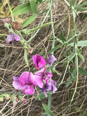 Lathyrus latifolius