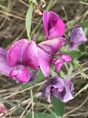 Lathyrus latifolius