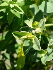 Euphorbia papillosa