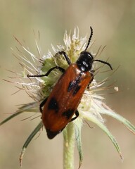 Lydus trimaculatus italicus