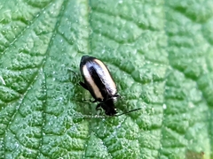 Phyllotreta vittula