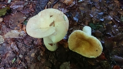 Russula veternosa