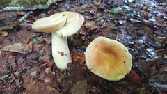 Russula veternosa
