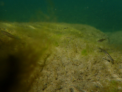 Ptychocheilus grandis