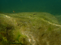Ptychocheilus grandis