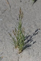 Sporobolus virginicus