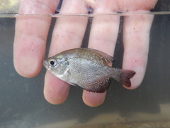 Centrarchus macropterus