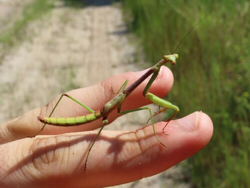 Larger Florida Mantis photo 4